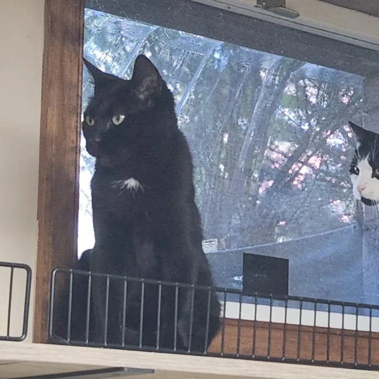 Zucarita thumbnail 2