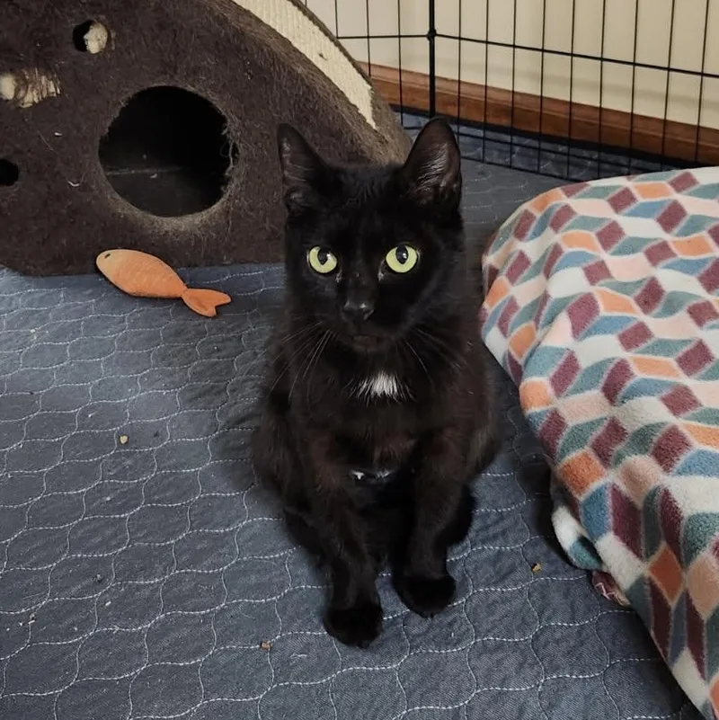 Zucarita thumbnail 3