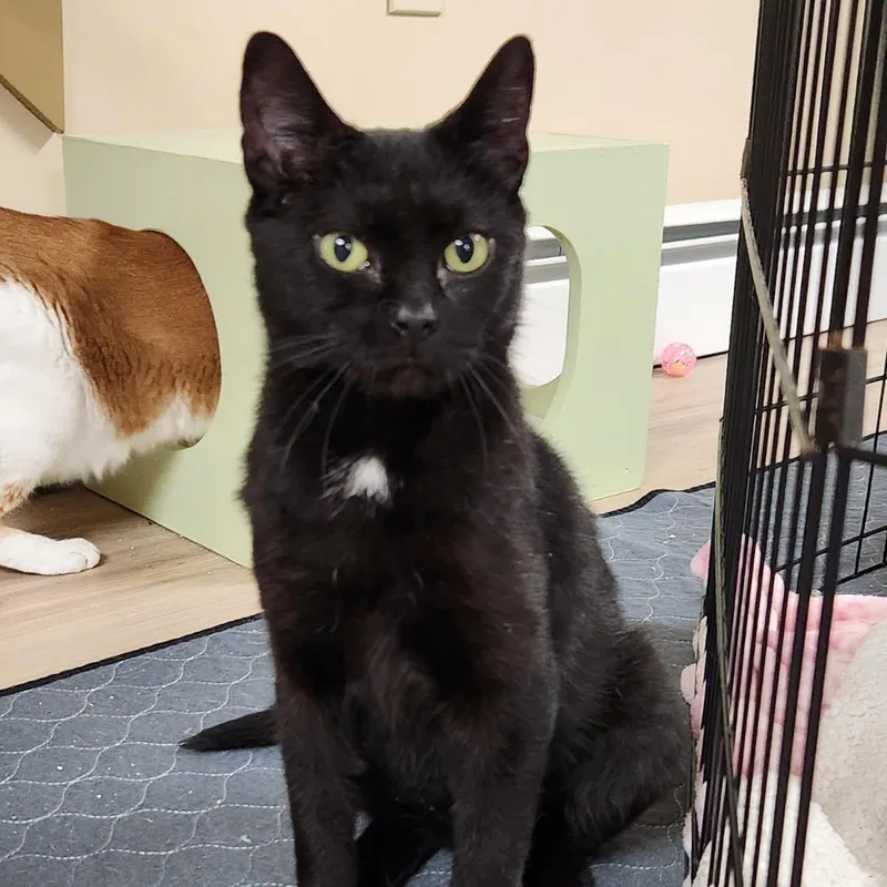 Zucarita thumbnail 4