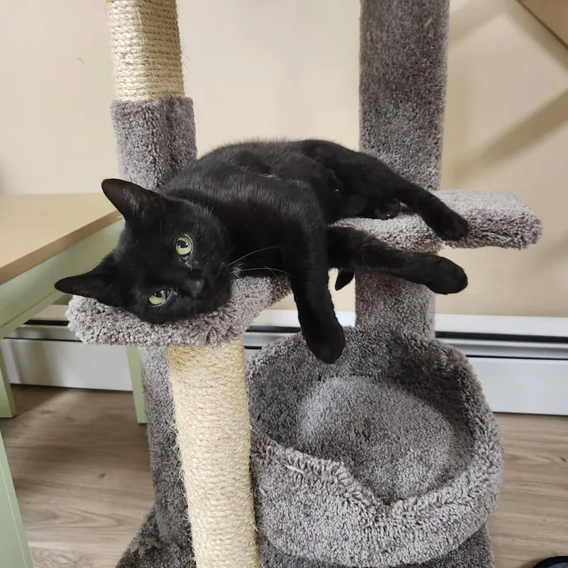 Zucarita thumbnail 5