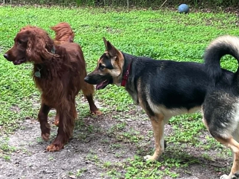 A young large-sized male German Shepherd Dog dog named Cinco for adoption in Green Cove Springs, FL