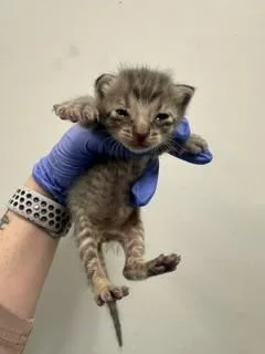 A baby small-sized female Domestic Short Hair cat named Ocean for adoption in Miami, FL