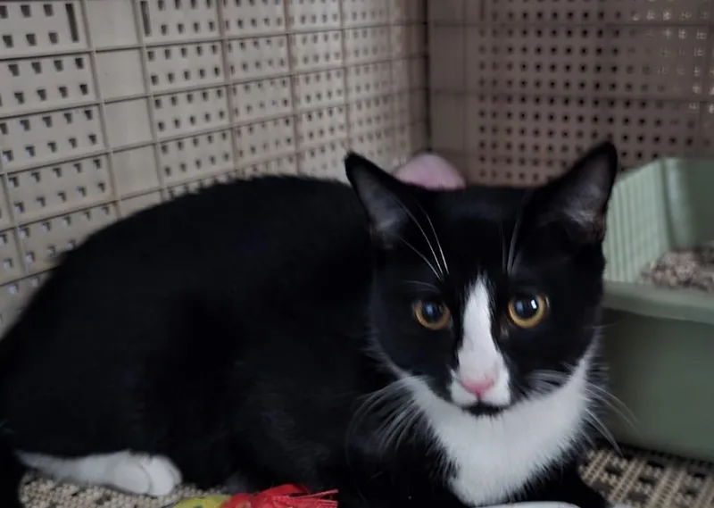A baby small-sized male Black & White / Tuxedo Domestic Short Hair cat named Justin Case for adoption in Spotswood, NJ