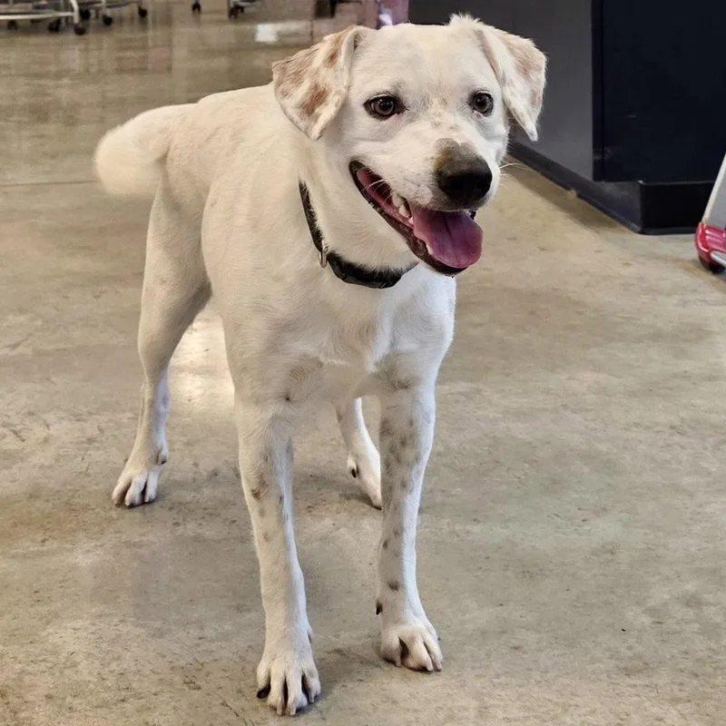 A young medium-sized male Labrador Retriever dog named Speck for adoption in Norwood, OH