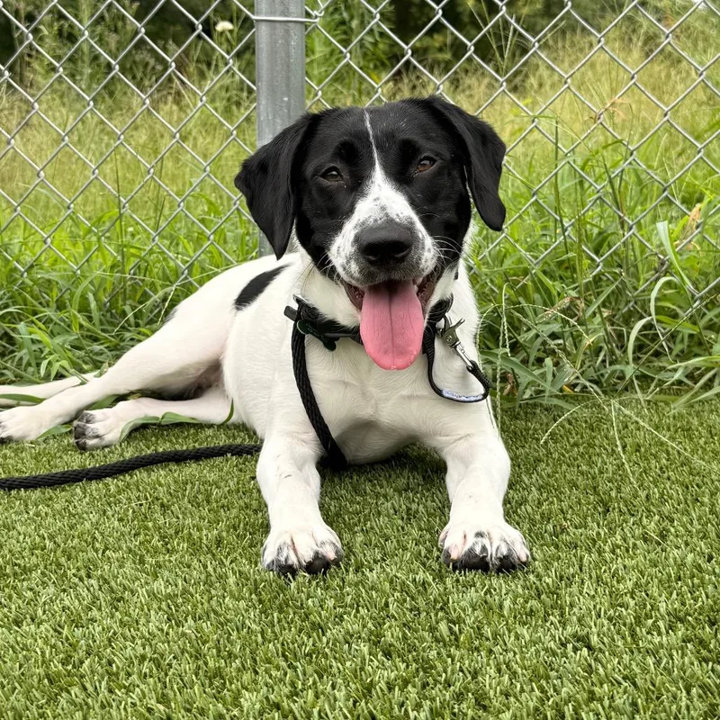 An adult medium-sized female Hound dog named Pawnie for adoption in Chattanooga, TN