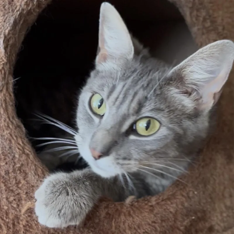 A young small-sized female Gray / Blue / Silver Domestic Short Hair cat named Florencia for adoption in Tustin, CA