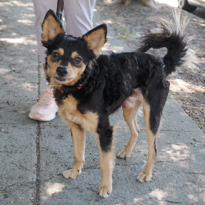 An adult small-sized male Black Chihuahua dog named Claud for adoption in Point Richmond, CA