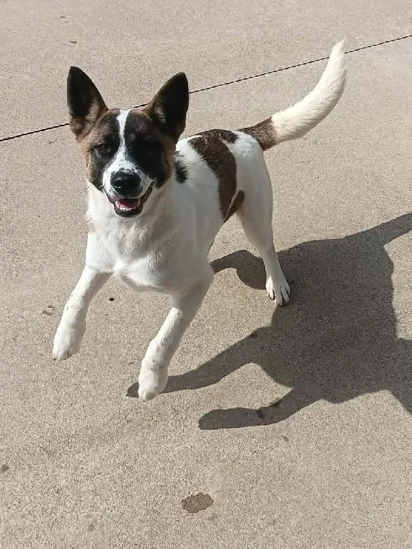 A young large-sized female Akita dog named Juniper for adoption in Aurora, IL
