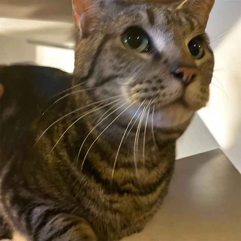 Mercury  Sc thumbnail 4