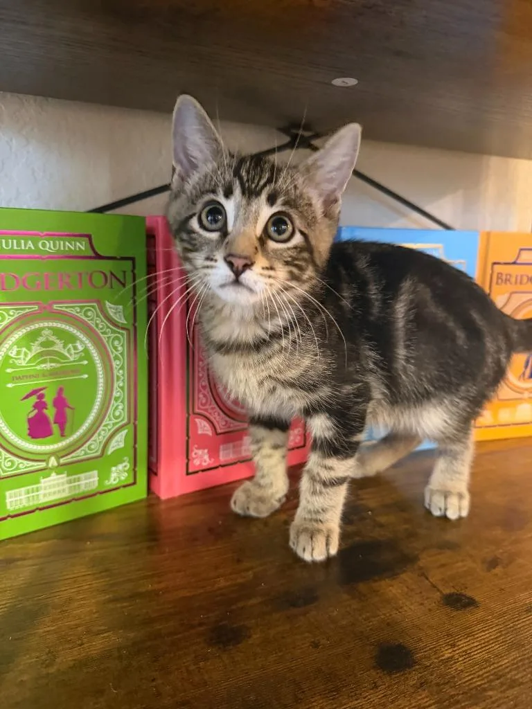 A baby medium-sized male Domestic Short Hair cat named Ketchup for adoption in New Braunfels, TX