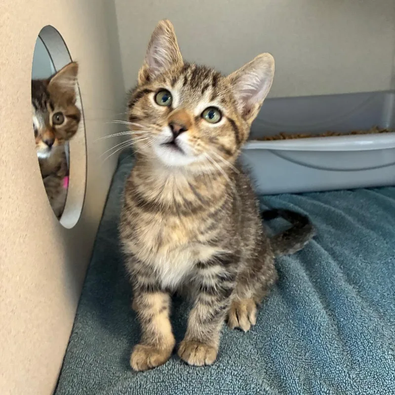 A baby small-sized male Brown / Chocolate Domestic Short Hair cat named Portobello for adoption in Redwood City, CA