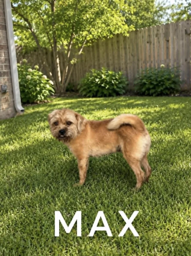 Max Shih Tzu thumbnail 5