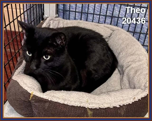 A senior large-sized male Black Domestic Short Hair cat named Theo for adoption in Marietta, GA