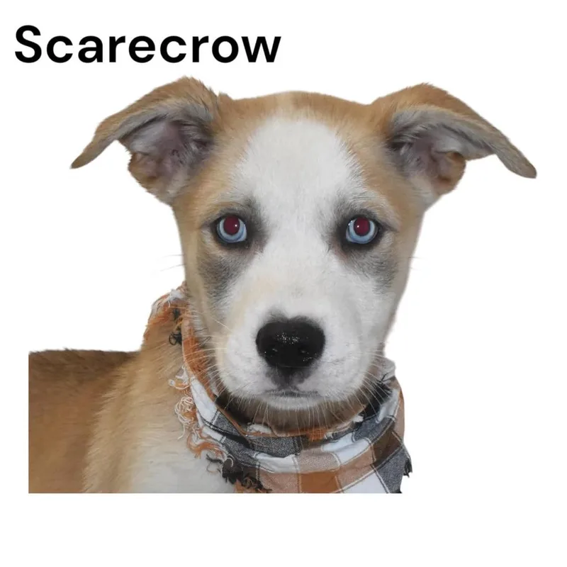 Scarecrow thumbnail 6