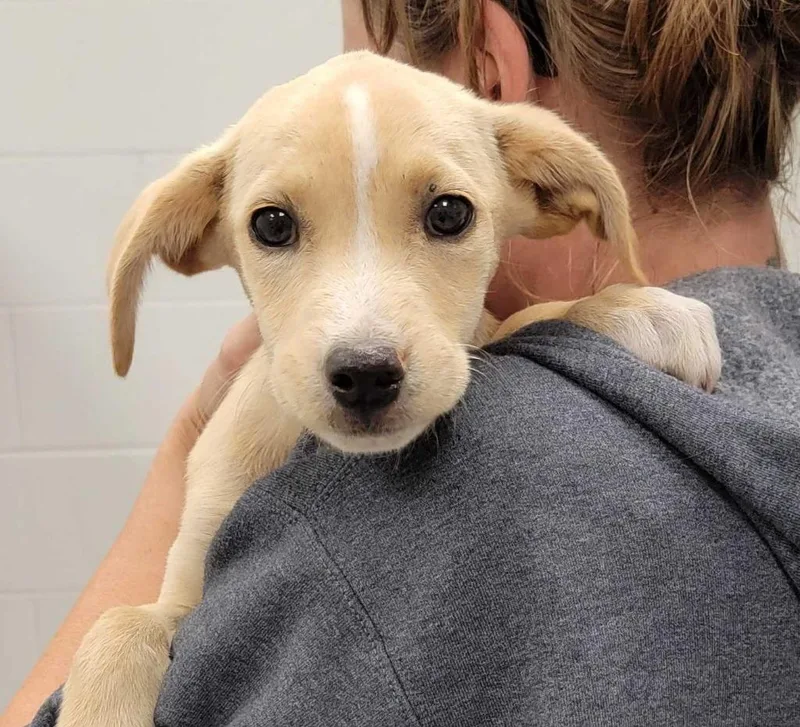 A baby large-sized female Mixed Breed dog named South Dakota for adoption in Chillicothe, OH
