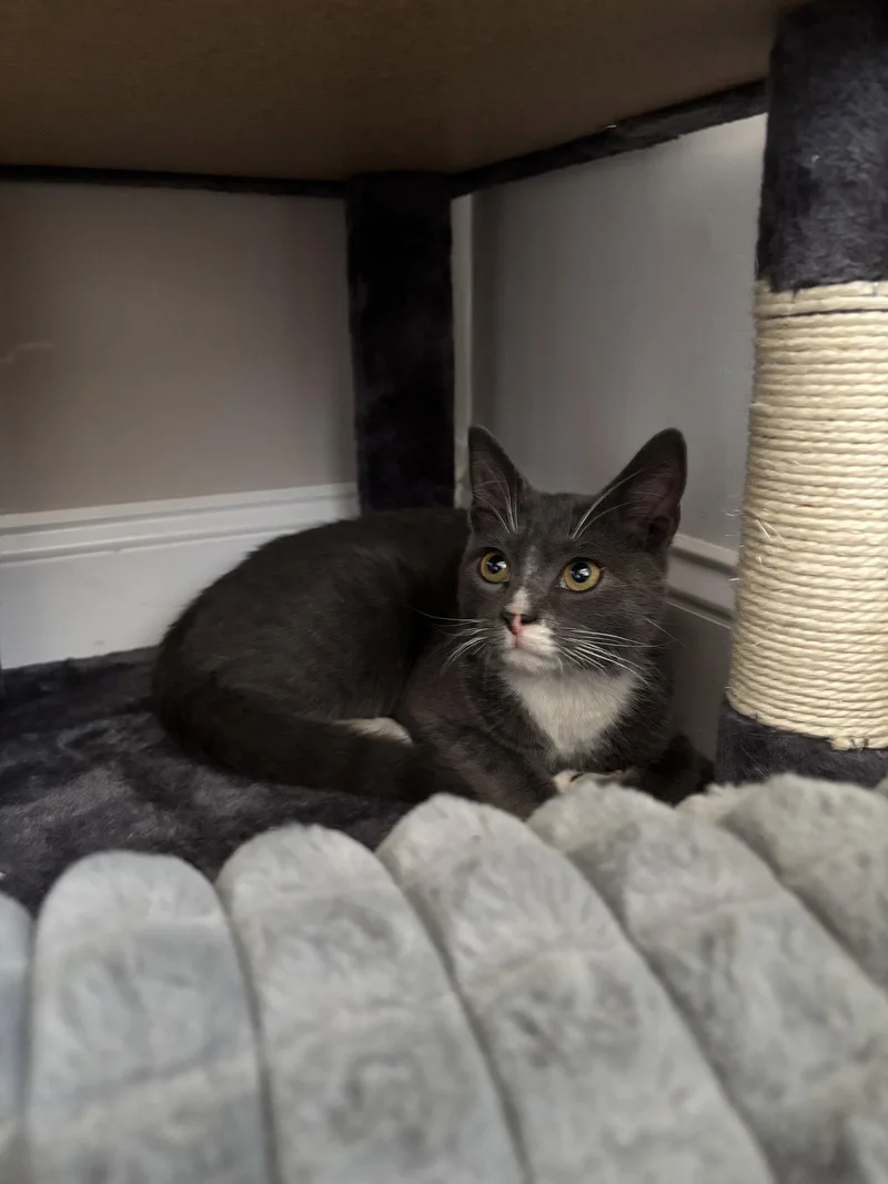 A baby medium-sized male Gray & White Domestic Short Hair cat named Hoppy for adoption in Philadelphia, PA
