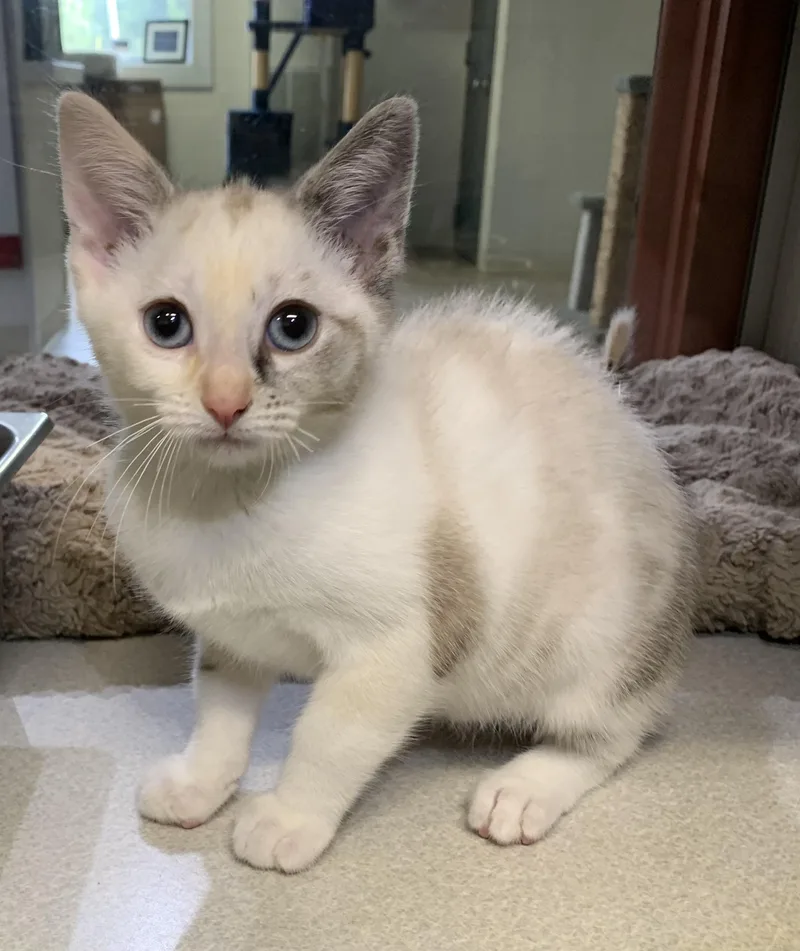 A baby medium-sized female Dilute Tortoiseshell Domestic Short Hair cat named Luna for adoption in Massena, NY