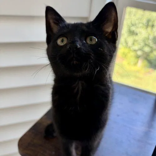 A baby small-sized male Domestic Short Hair cat named Cubby for adoption in Knoxville, TN
