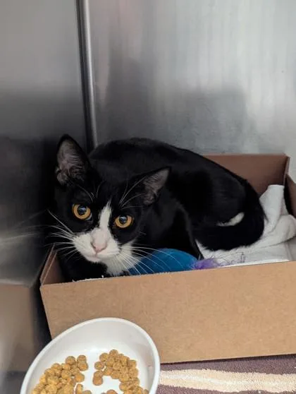 An adult small-sized female Domestic Short Hair cat named Caia for adoption in West Chester, PA