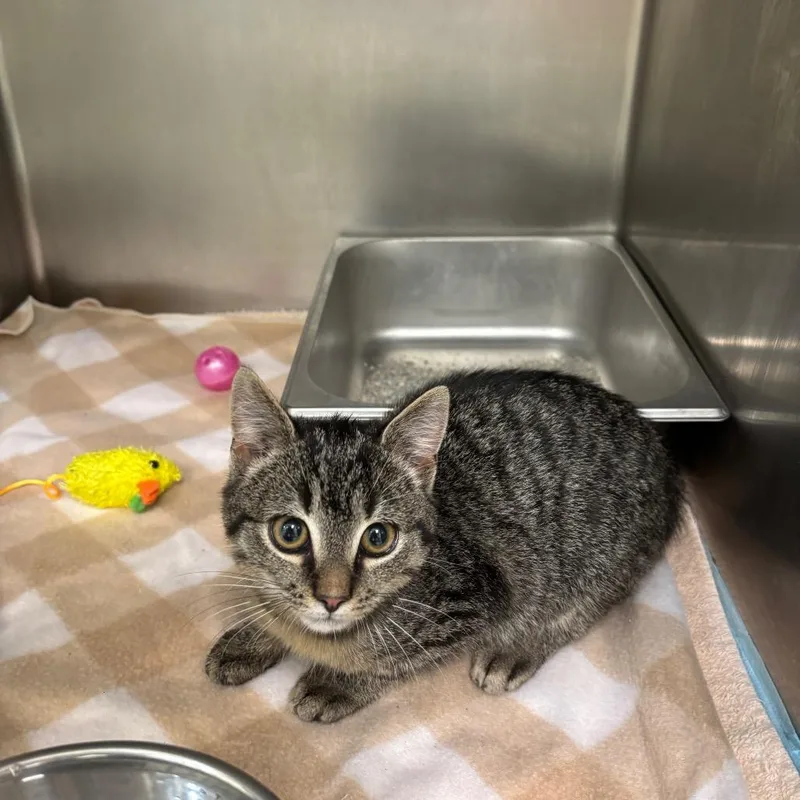 A baby small-sized male Brown / Chocolate Domestic Short Hair cat named Mason for adoption in Galax, VA