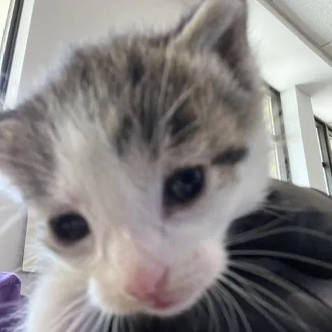 A baby small-sized female White Domestic Short Hair cat named Charlotte for adoption in West Palm Beach, FL