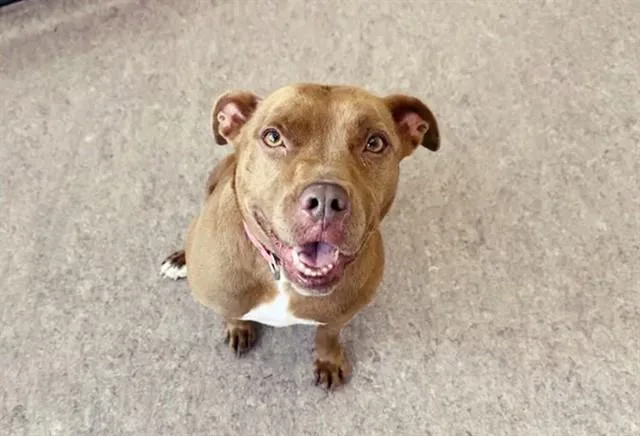 An adult medium-sized female Terrier dog named Silva for adoption in Saint Louis, MO