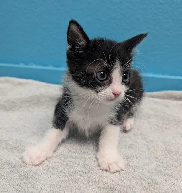 A baby small-sized male Domestic Short Hair cat named Kong for adoption in Escondido, CA