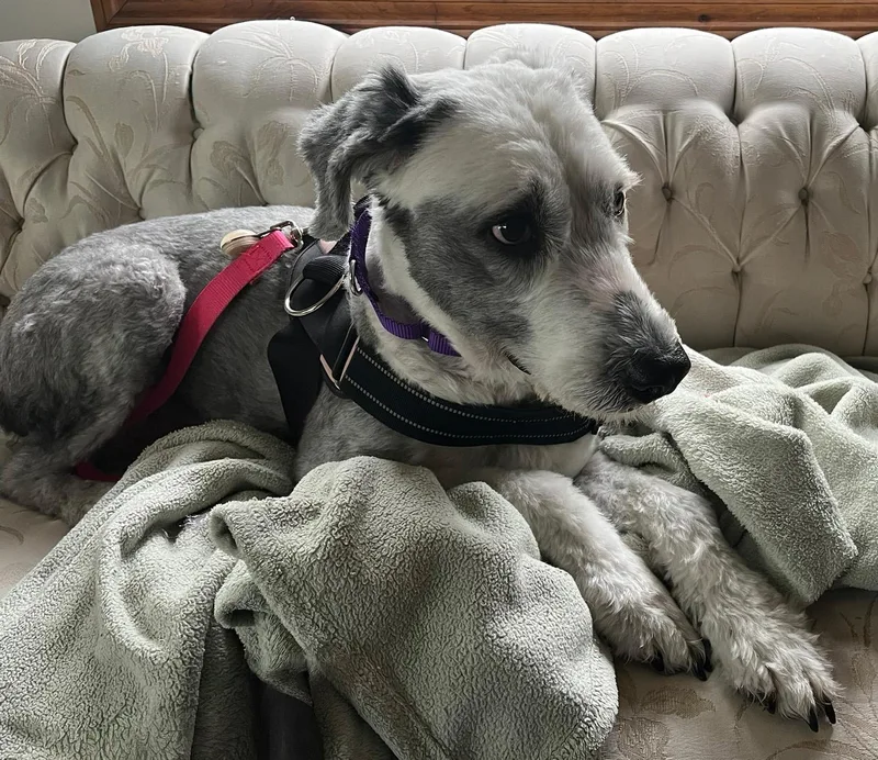 Lulu