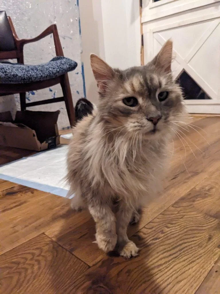 Blue Fern thumbnail 2