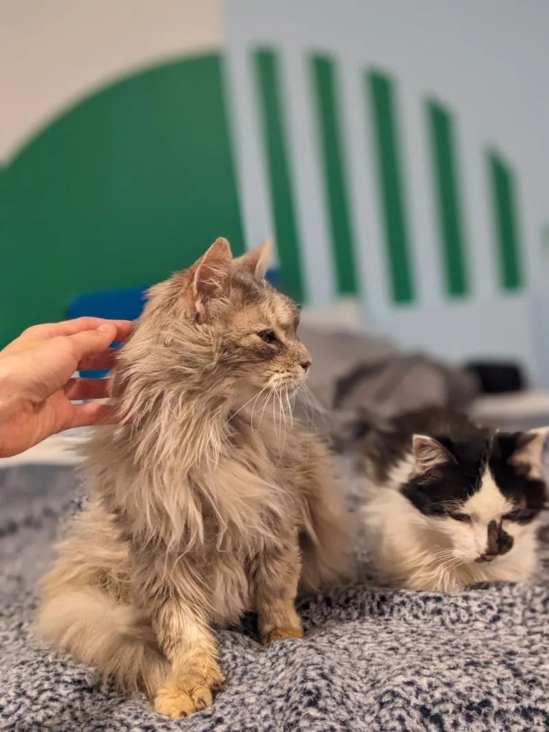 Blue Fern thumbnail 3