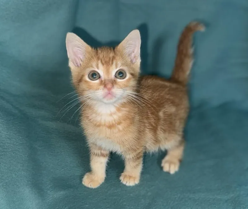 A young medium-sized male Orange / Red Domestic Short Hair cat named Tiny for adoption in North Babylon, NY