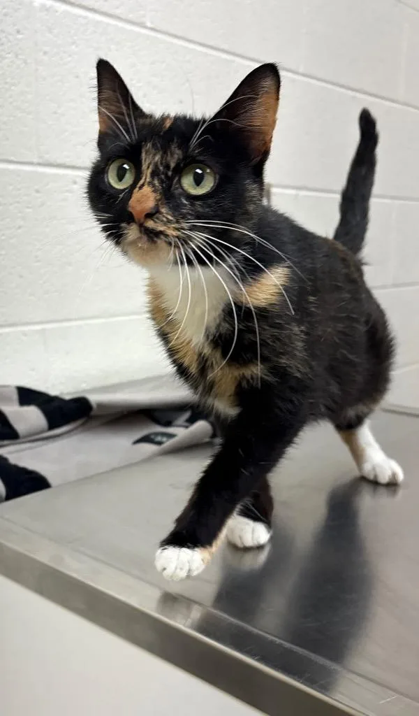 Fiona  Ac  thumbnail 2