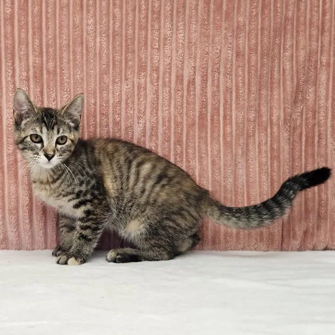 A baby medium-sized female Torbie Domestic Short Hair cat named Lady Gaga for adoption in Benld, IL