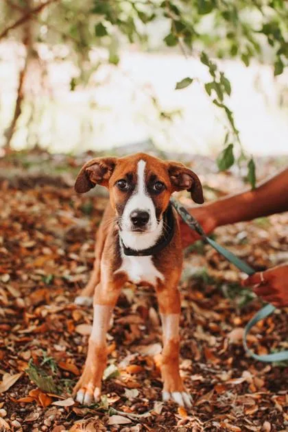 A young small-sized male Hound dog named A Zion for adoption in North Charleston, SC