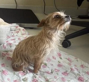 A young small-sized female Terrier dog named Aurora for adoption in Santa Cruz, CA