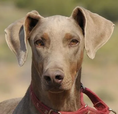 An adult large-sized male Yellow / Tan / Blond / Fawn Doberman Pinscher dog named Roscoe for adoption in Tehachapi, CA