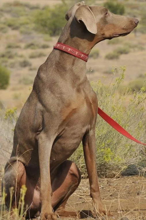 Roscoe thumbnail 2