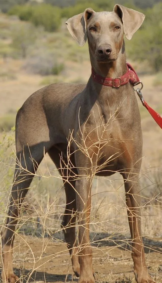 Roscoe thumbnail 4