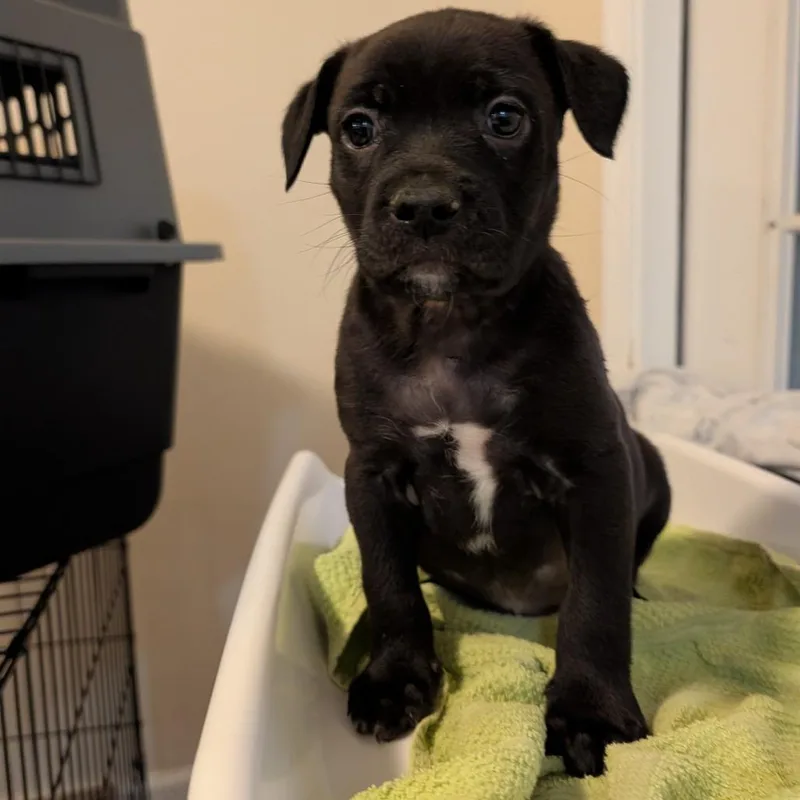 Tinkersmith thumbnail 3