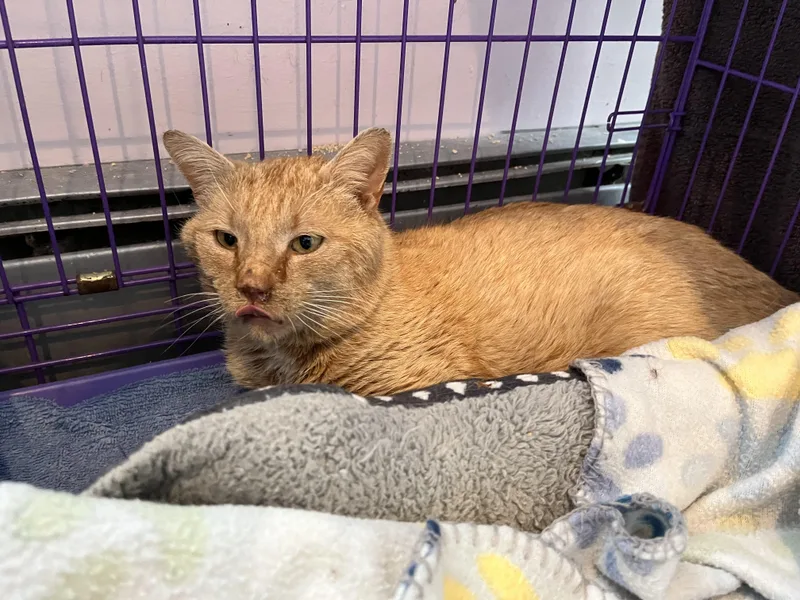 An adult medium-sized male Orange & White Domestic Short Hair cat named Aioli for adoption in Salisbury, MA