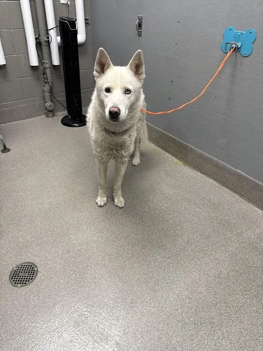 An adult large-sized male Husky dog named Oso for adoption in Las Vegas, NV