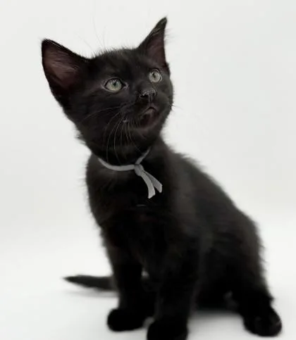 Murphy