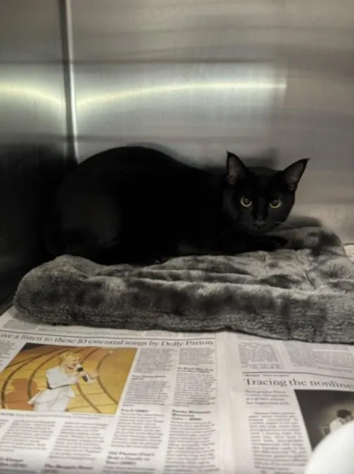A young small-sized male Domestic Short Hair cat named Sam for adoption in Los Angeles, CA
