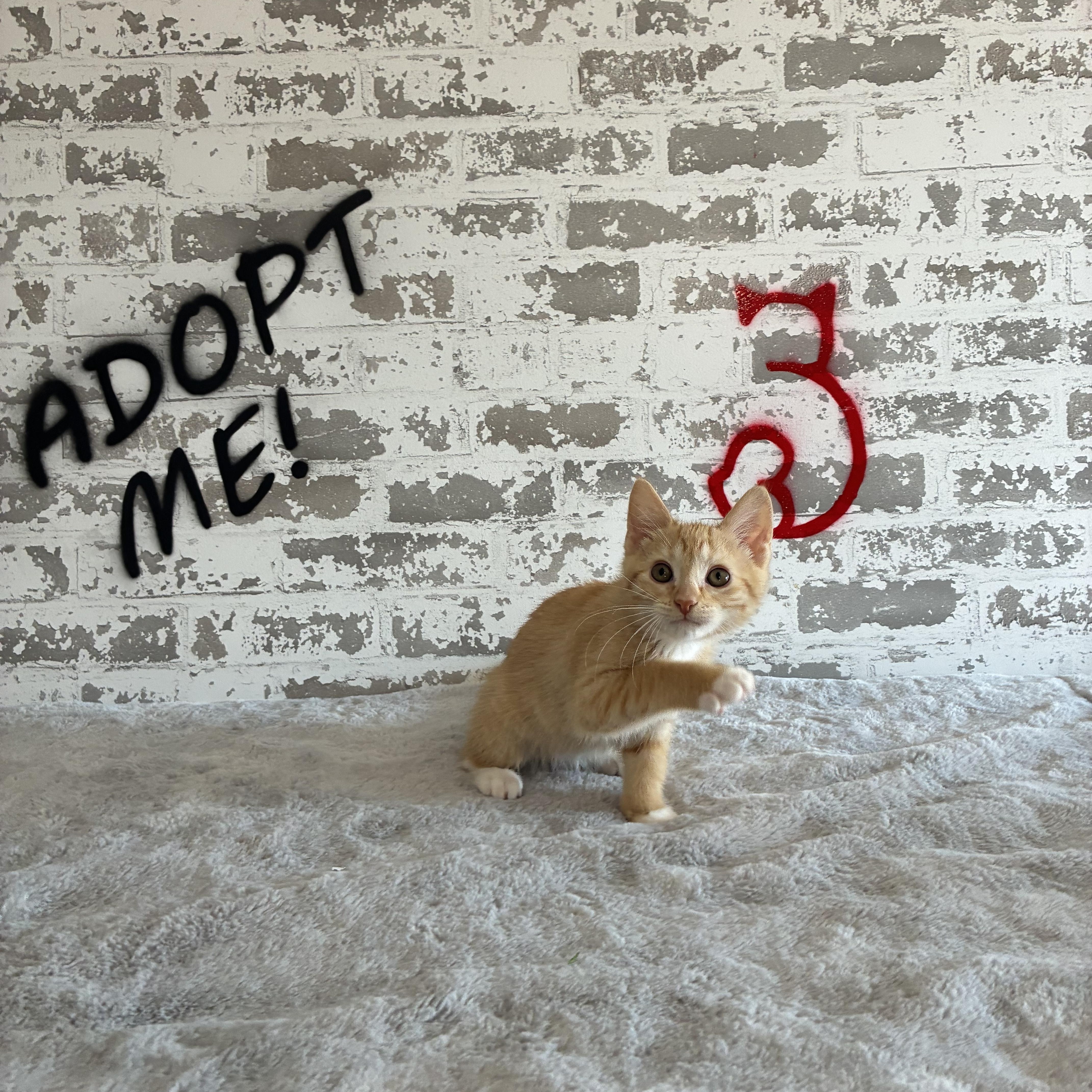 A baby small-sized male Domestic Short Hair cat named Augie for adoption in queen creek, AZ