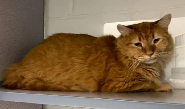 A young large-sized male Domestic Medium Hair cat named Kuma for adoption in Stratham, NH