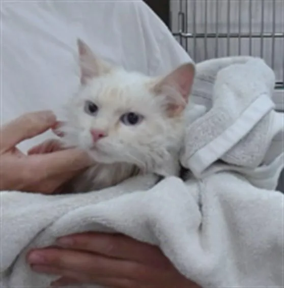 A young medium-sized female Domestic Medium Hair cat named Deloris for adoption in Salinas, CA