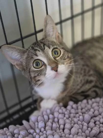 A young small-sized female Domestic Short Hair cat named Crochet for adoption in Baton Rouge, LA