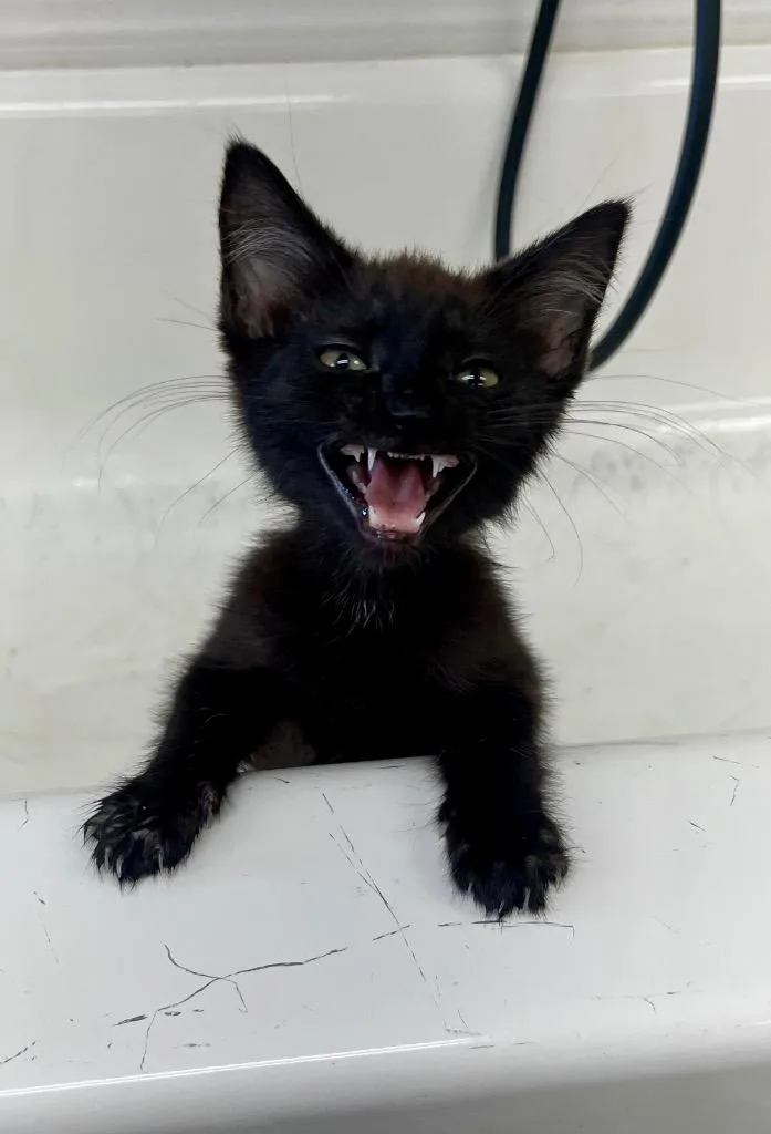 A baby small-sized male Domestic Short Hair cat named Grimm for adoption in North Vernon, IN