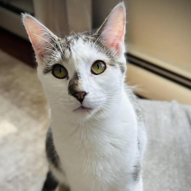 A baby medium-sized male Gray & White Domestic Short Hair cat named Joey for adoption in Buffalo, NY
