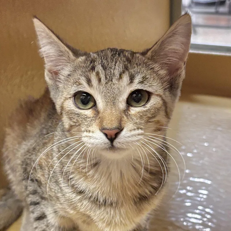A baby medium-sized female Domestic Short Hair cat named Peach for adoption in Sonora, CA